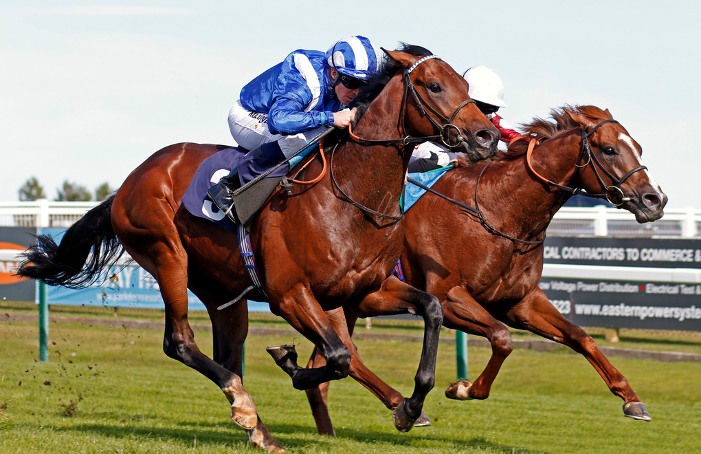 Rehoming Racehorses