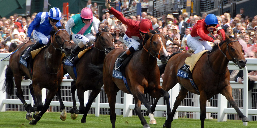 Rehoming Racehorses