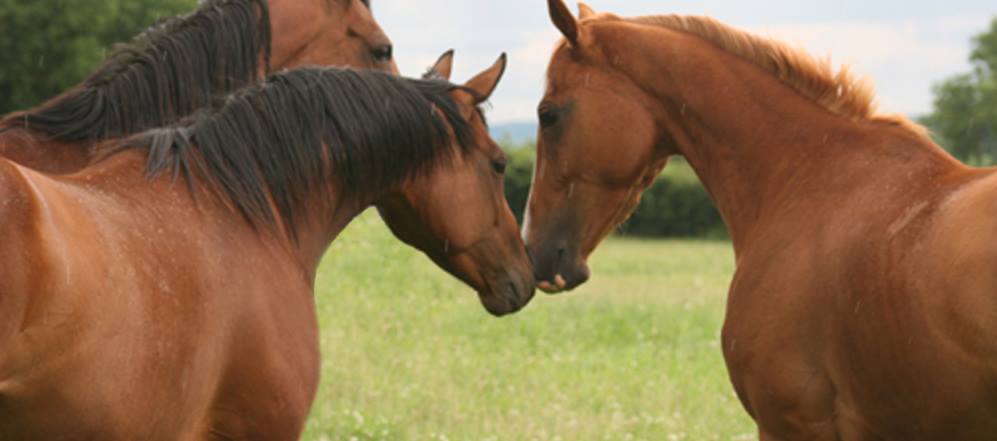 Rehoming Racehorses - A Life After Racing